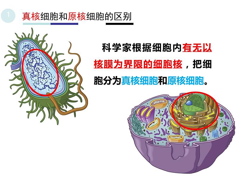 1.2细胞的多样性和统一性 2课时 课件2022-2023学年高一上学期生物人教版必修104