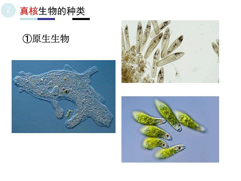 1.2细胞的多样性和统一性 2课时 课件2022-2023学年高一上学期生物人教版必修106