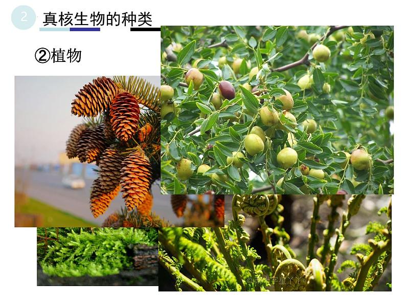 1.2细胞的多样性和统一性 2课时 课件2022-2023学年高一上学期生物人教版必修107