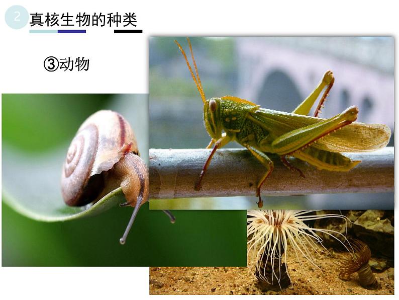 1.2细胞的多样性和统一性 2课时 课件2022-2023学年高一上学期生物人教版必修108