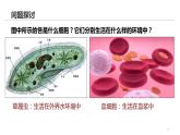 1.1细胞生活的环境  课件  2022——2023学年高二上学期生物人教版选择性必修1