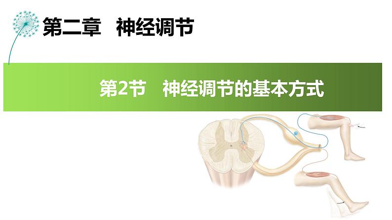 2.2神经调节的基本方式 课件-2022-2023学年高二上学期生物人教版（2019）选择性必修101