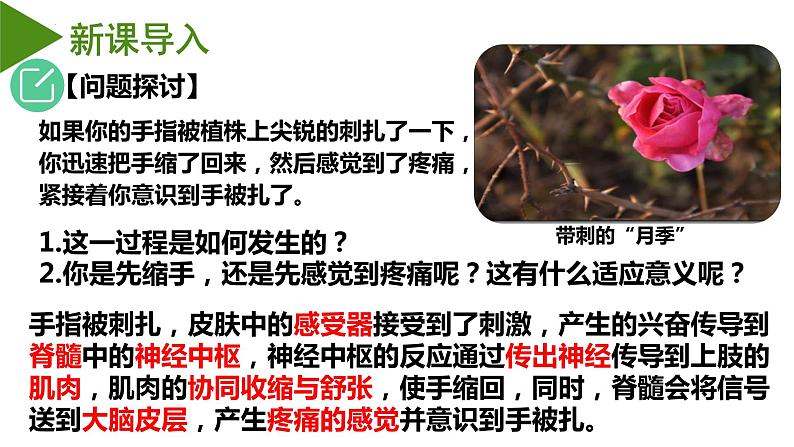 2.2神经调节的基本方式 课件-2022-2023学年高二上学期生物人教版（2019）选择性必修102