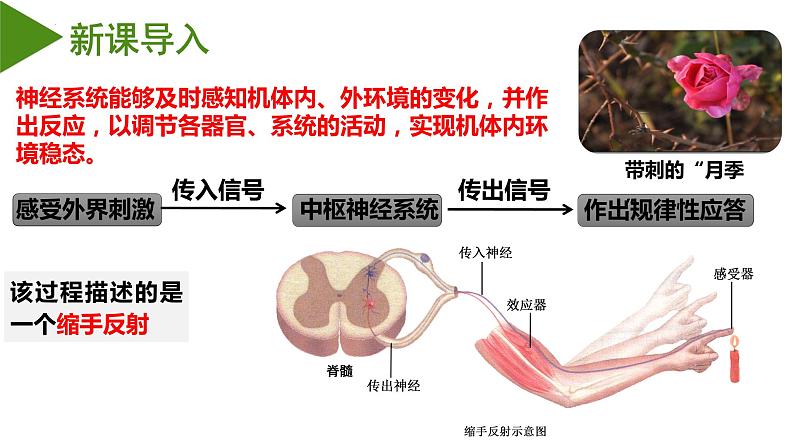 2.2神经调节的基本方式 课件-2022-2023学年高二上学期生物人教版（2019）选择性必修104