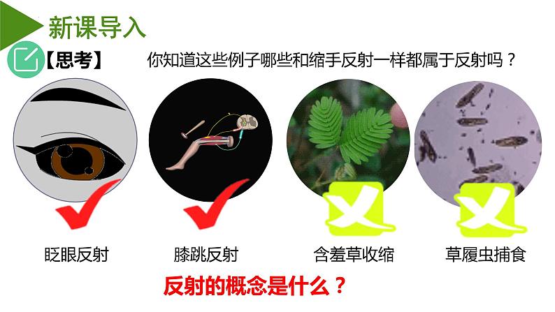 2.2神经调节的基本方式 课件-2022-2023学年高二上学期生物人教版（2019）选择性必修105