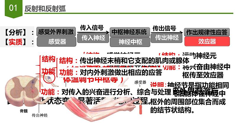 2.2神经调节的基本方式 课件-2022-2023学年高二上学期生物人教版（2019）选择性必修108