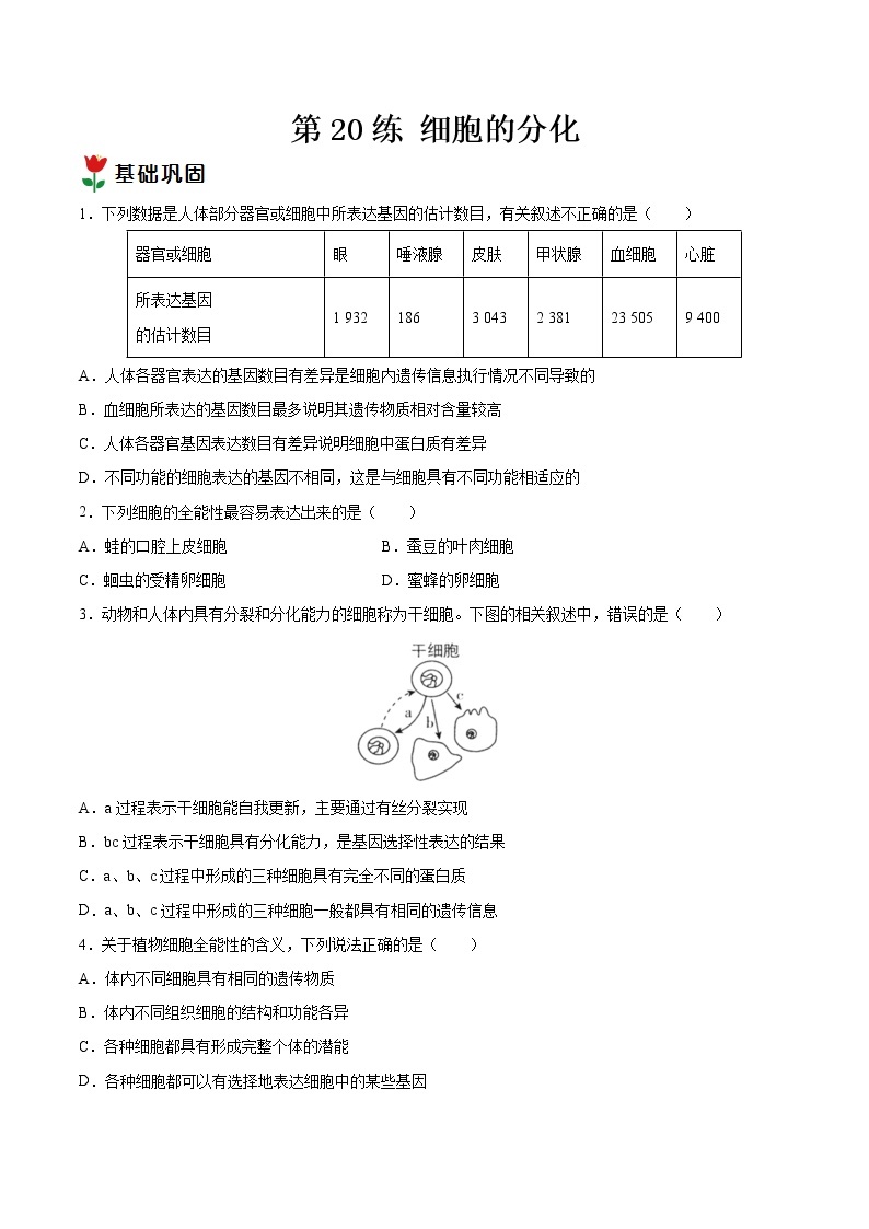 第20练 细胞的分化-【每课一练】2022-2023学年高一生物同步分层练（人教版2019必修1）01