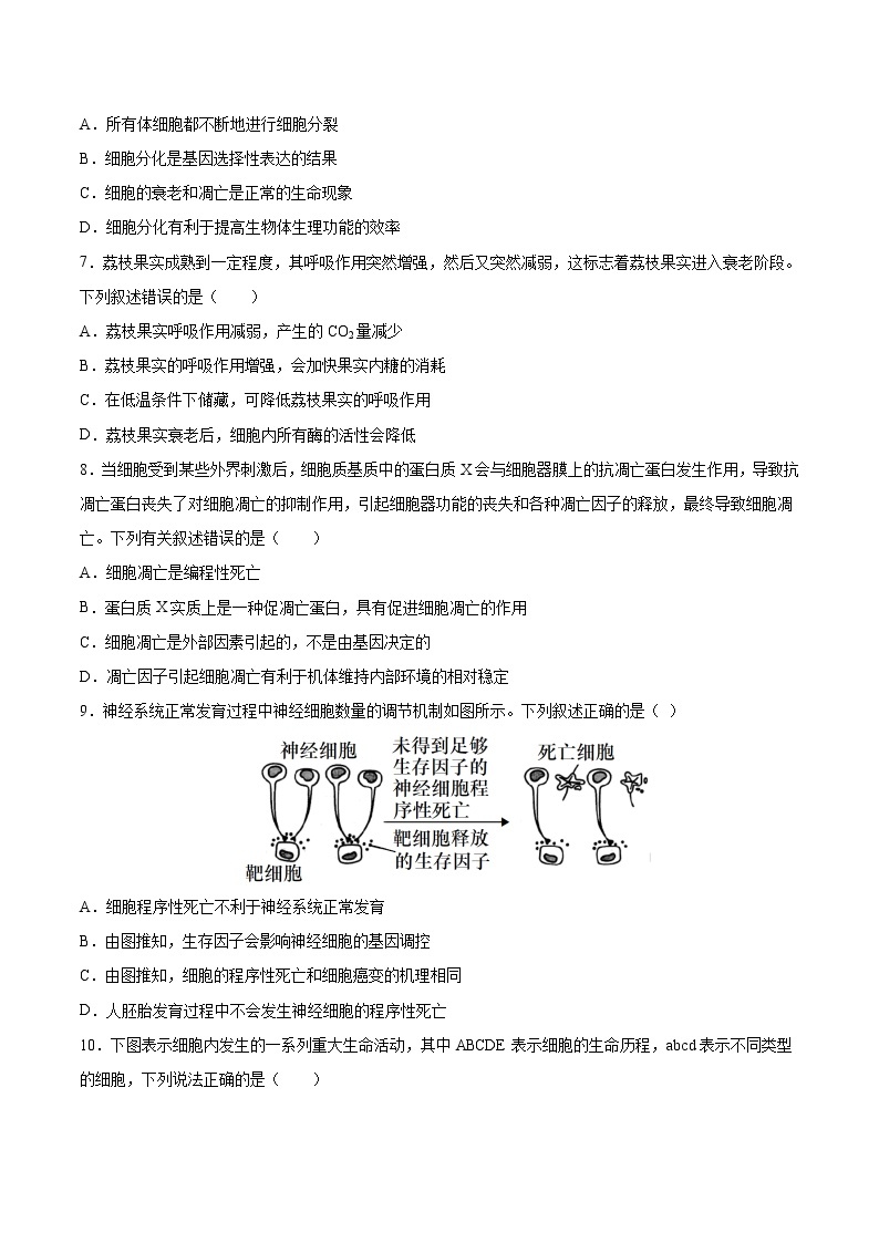 第21练 细胞的衰老和死亡-【每课一练】2022-2023学年高一生物同步分层练（人教版2019必修1）02