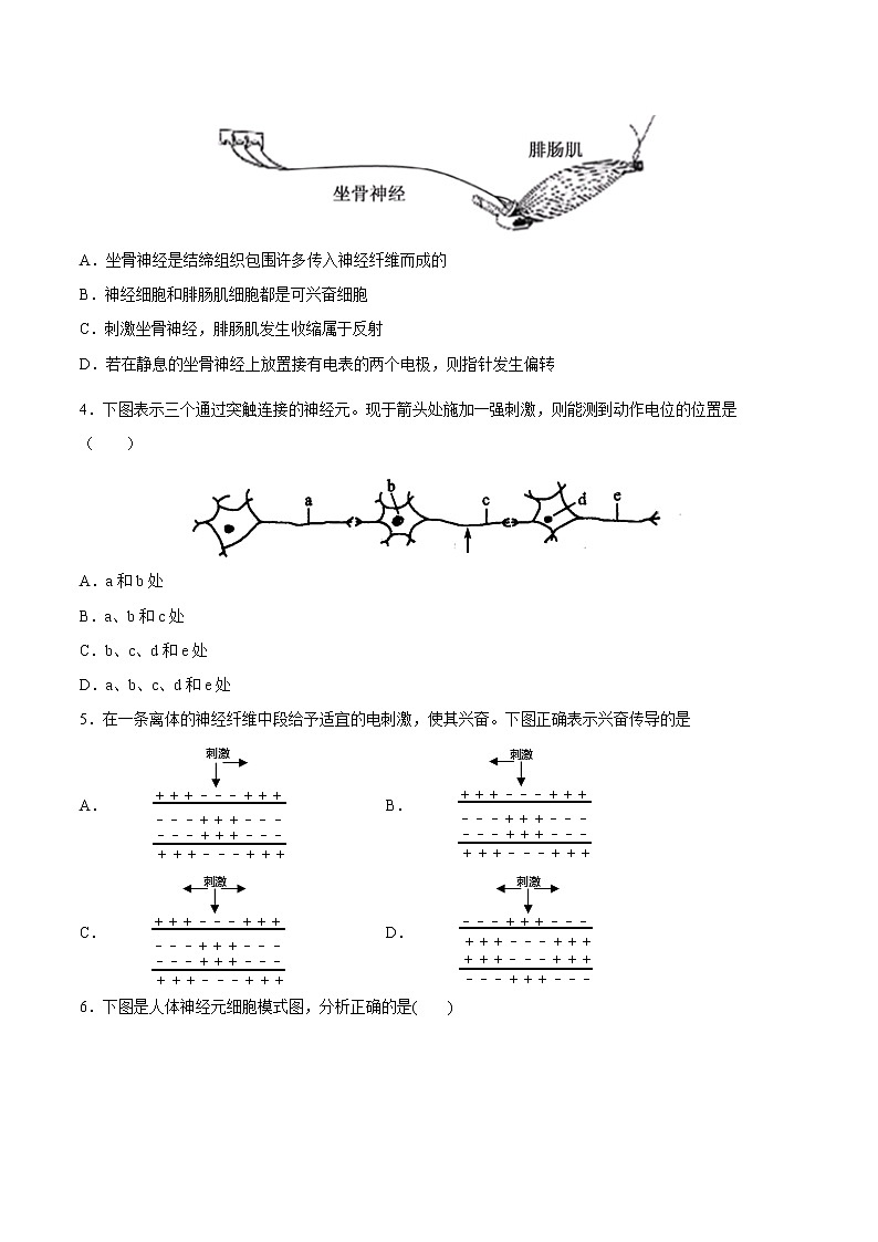 2.3 神经冲动的产生和传导-2022-2023学年高二上学期课时同步练（2019人教版选择性必修1）（原卷版）第2页
