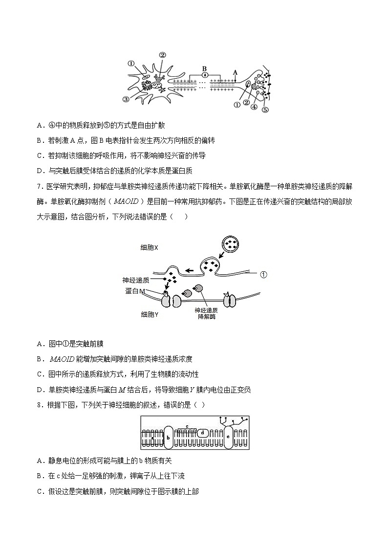 2.3 神经冲动的产生和传导-2022-2023学年高二上学期课时同步练（2019人教版选择性必修1）（原卷版）第3页