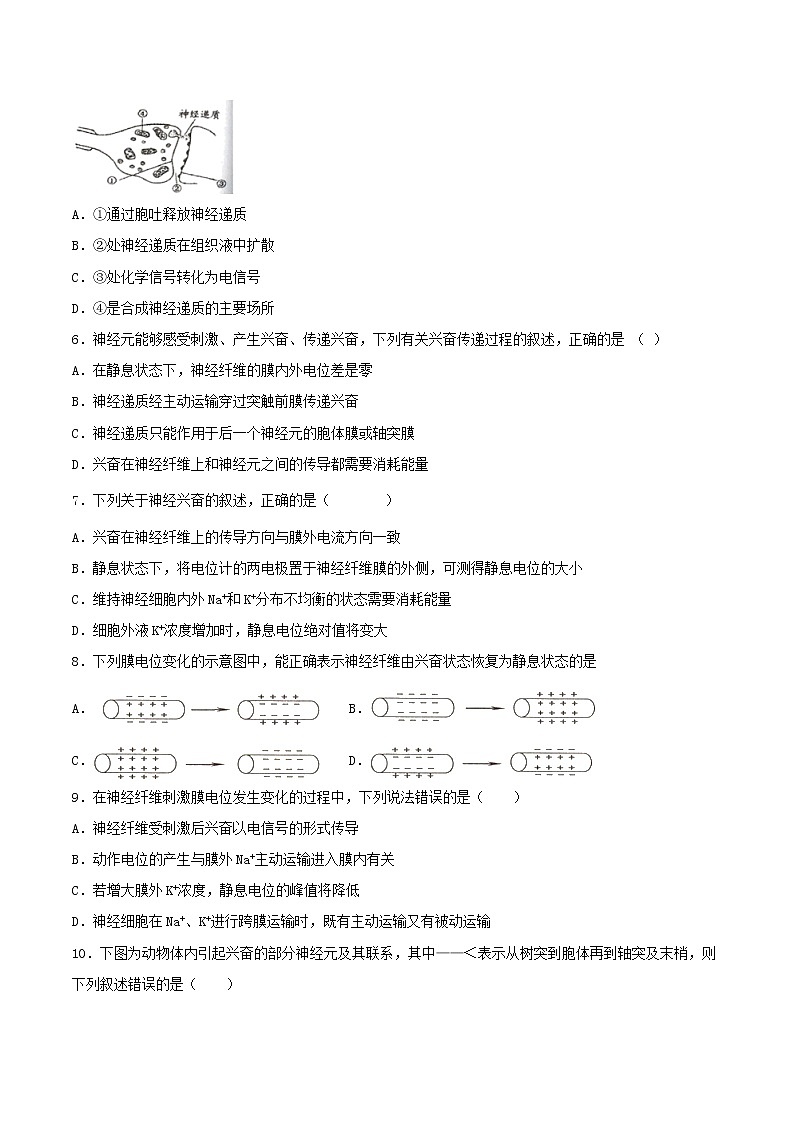 2.3 神经冲动的产生和传导 （基础练）-2022-2023学年高二生物上学期十分钟同步课堂专练（2019人教版选择性必修1）（原卷版）第2页