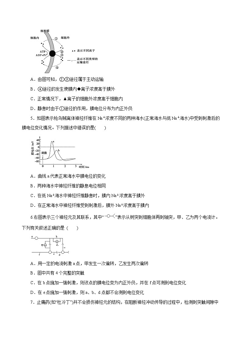 第2章+神经调节B卷-2022-2023学年高二生物学同步单元AB卷（2019人教版选择性必修1）02