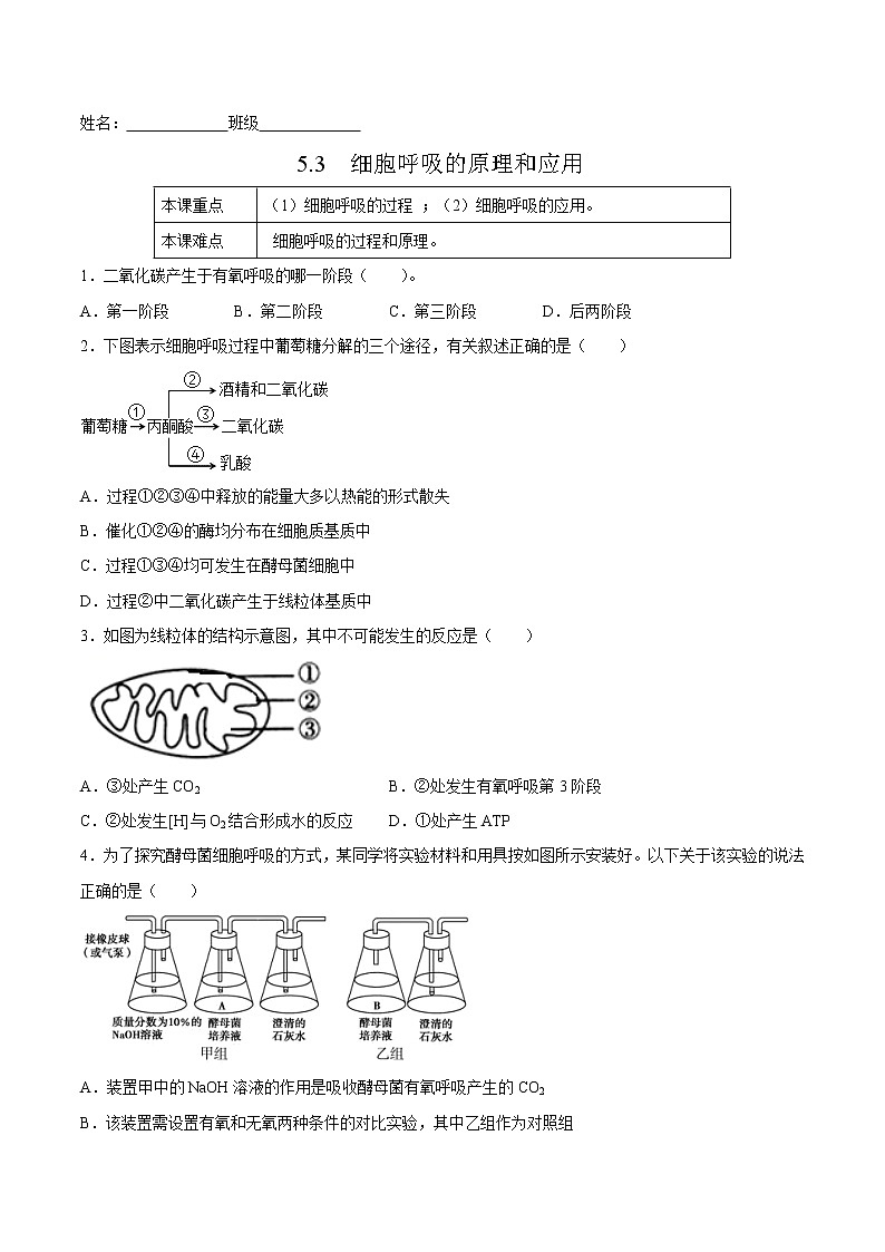 5.3  细胞呼吸的原理和应用-高一生物课后培优练（人教版2019必修1）01