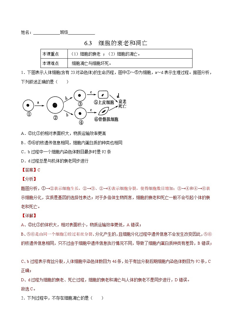 6.3  细胞的衰老和凋亡-高一生物课后培优练（人教版2019必修1）01