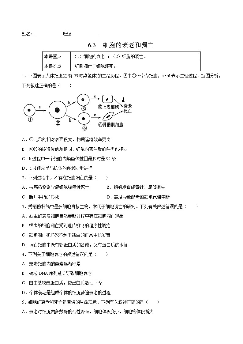 6.3  细胞的衰老和凋亡-高一生物课后培优练（人教版2019必修1）01
