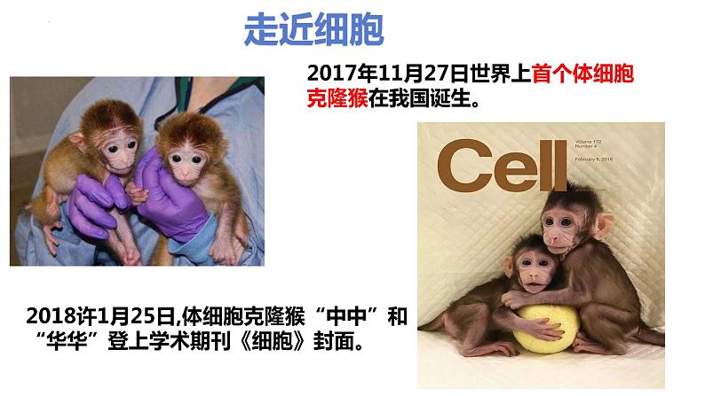 1.1 细胞是生命活动的基本单位-2022-2023学年高一生物同步备课优质课件（人教版2019必修1）01