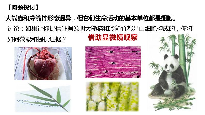 1.1 细胞是生命活动的基本单位-2022-2023学年高一生物同步备课优质课件（人教版2019必修1）04