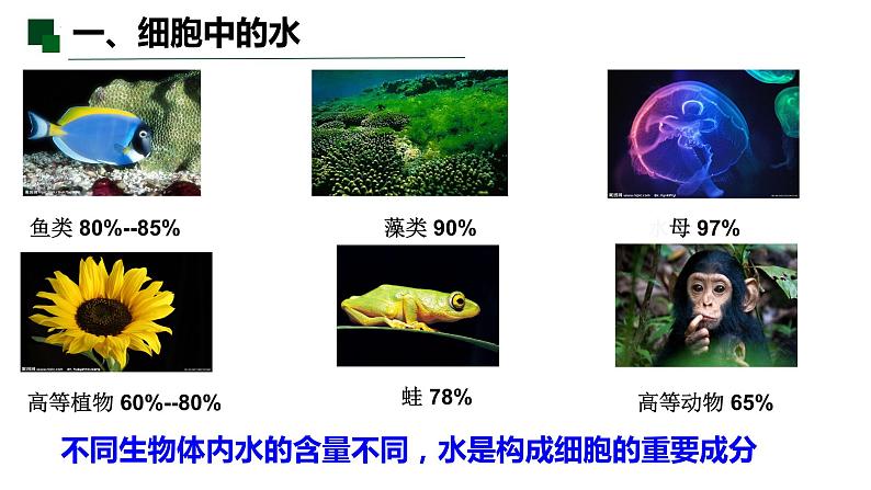 2.2 细胞中的无机物-2022-2023学年高一生物同步备课优质课件（人教版2019必修1）05