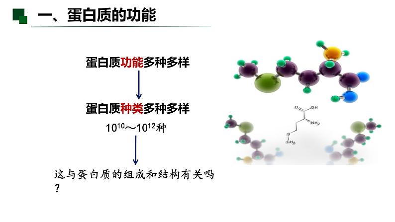 2.4 蛋白质是生命活动的主要承担者（第一课时）-2022-2023学年高一生物同步备课优质课件（人教版2019必修1）第8页