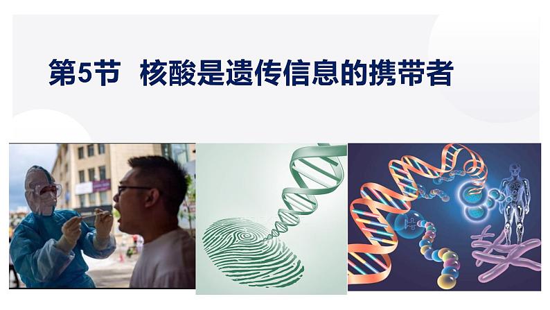 2.5 核酸是遗传信息的携带者-2022-2023学年高一生物同步备课优质课件（人教版2019必修1）第1页