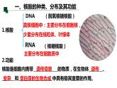 2.5 核酸是遗传信息的携带者-2022-2023学年高一生物同步备课优质课件（人教版2019必修1）