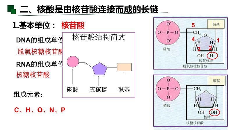 2.5 核酸是遗传信息的携带者-2022-2023学年高一生物同步备课优质课件（人教版2019必修1）第5页