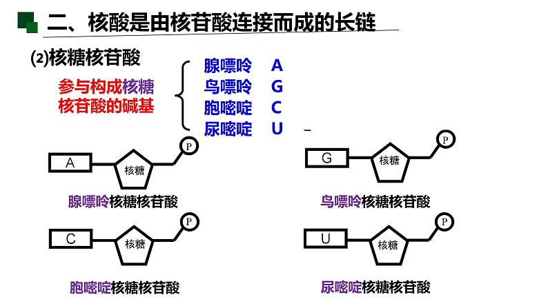 2.5 核酸是遗传信息的携带者-2022-2023学年高一生物同步备课优质课件（人教版2019必修1）第7页