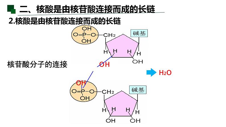 2.5 核酸是遗传信息的携带者-2022-2023学年高一生物同步备课优质课件（人教版2019必修1）第8页