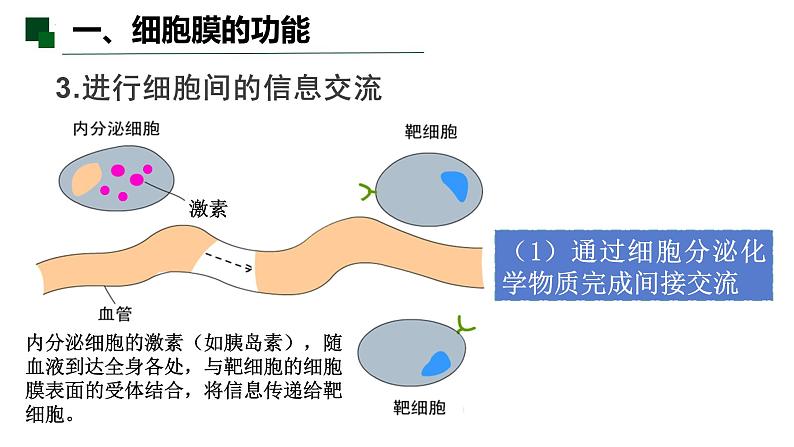 3.1 细胞膜的结构和功能-2022-2023学年高一生物同步备课优质课件（人教版2019必修1）07