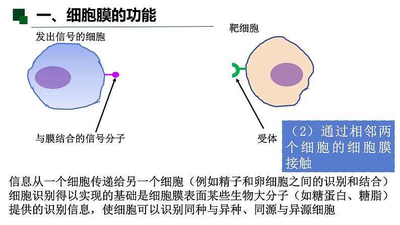 3.1 细胞膜的结构和功能-2022-2023学年高一生物同步备课优质课件（人教版2019必修1）08