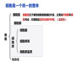 3.2 细胞器之间的分工合作（第一课时）-2022-2023学年高一生物同步备课优质课件（人教版2019必修1）