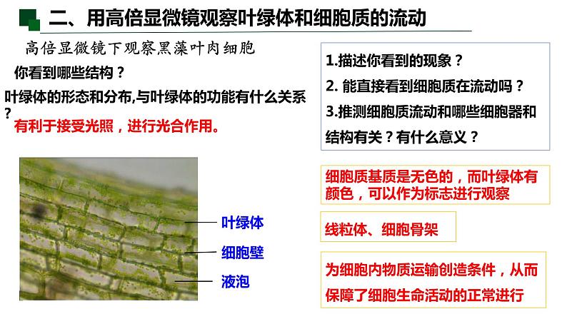 3.2 细胞器之间的分工合作（第二课时）-2022-2023学年高一生物同步备课优质课件（人教版2019必修1）03
