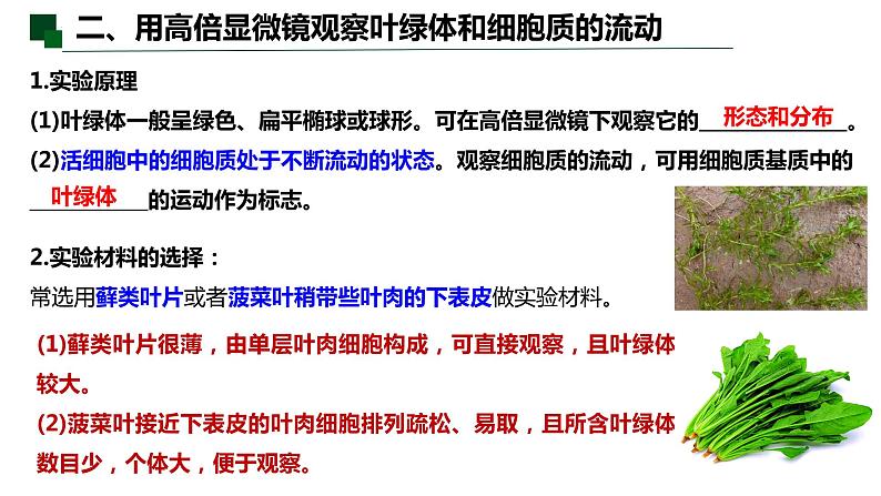 3.2 细胞器之间的分工合作（第二课时）-2022-2023学年高一生物同步备课优质课件（人教版2019必修1）04