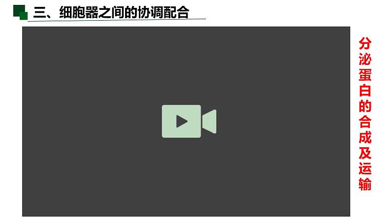 3.2 细胞器之间的分工合作（第二课时）-2022-2023学年高一生物同步备课优质课件（人教版2019必修1）06