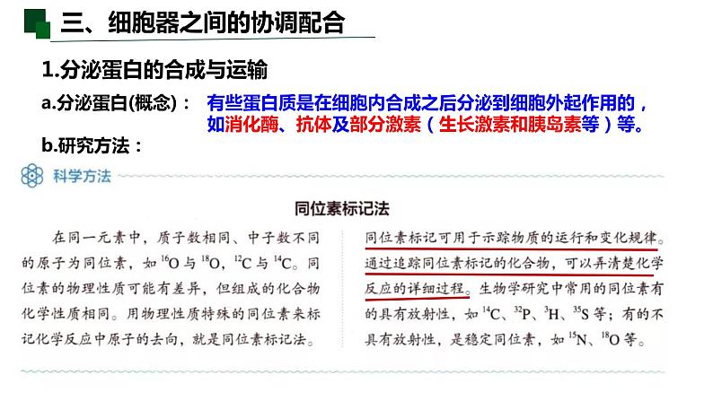 3.2 细胞器之间的分工合作（第二课时）-2022-2023学年高一生物同步备课优质课件（人教版2019必修1）08