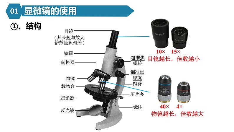 人教版高一生物必修一课件1.2细胞的多样性和统一性04