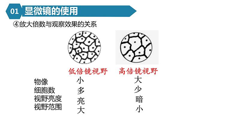 人教版高一生物必修一课件1.2细胞的多样性和统一性08