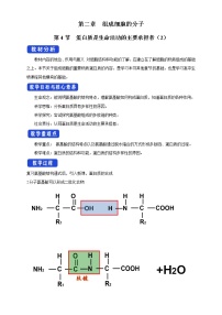 人教版 (2019)必修1《分子与细胞》第4节 蛋白质是生命活动的主要承担者教案设计