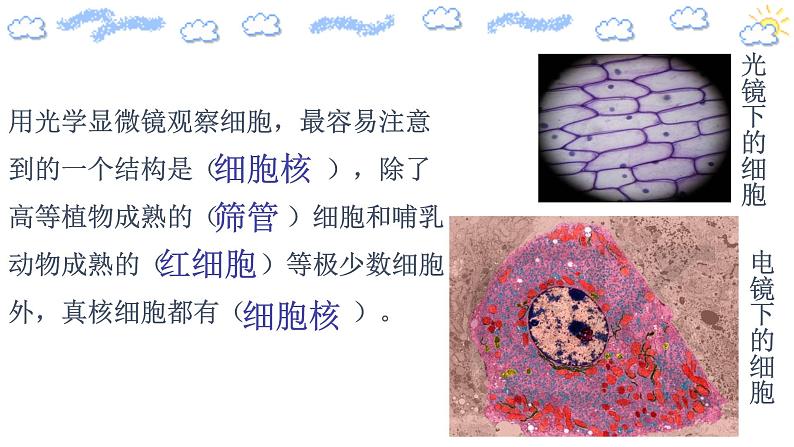 3.3细胞核的结构和功能课件04