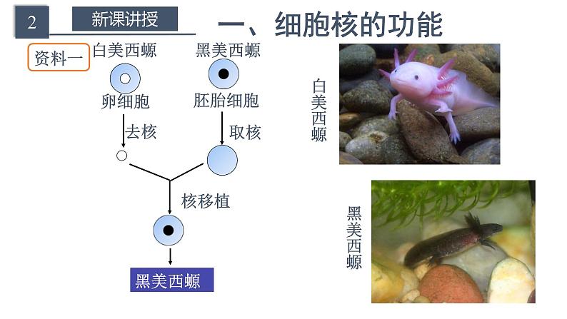 3.3细胞核的结构和功能课件05