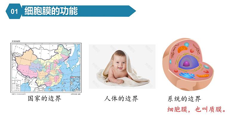 人教版高中生物高一必修一分子与细胞课件3.1细胞膜的结构和功能课件04