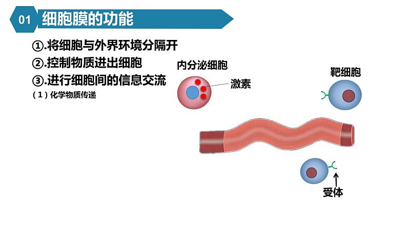 人教版高中生物高一必修一分子与细胞课件3.1细胞膜的结构和功能课件07