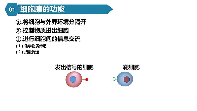 人教版高中生物高一必修一分子与细胞课件3.1细胞膜的结构和功能课件08