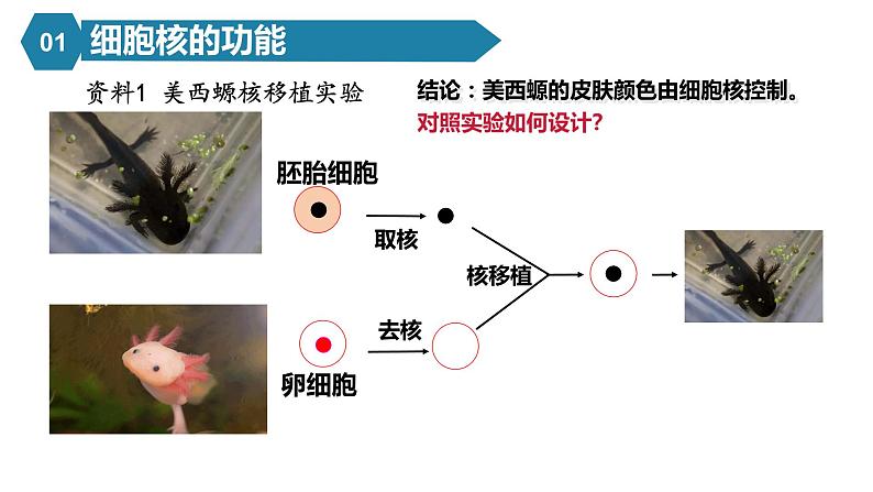 人教版高中生物高一必修一分子与细胞课件3.3细胞核的结构和功能第4页