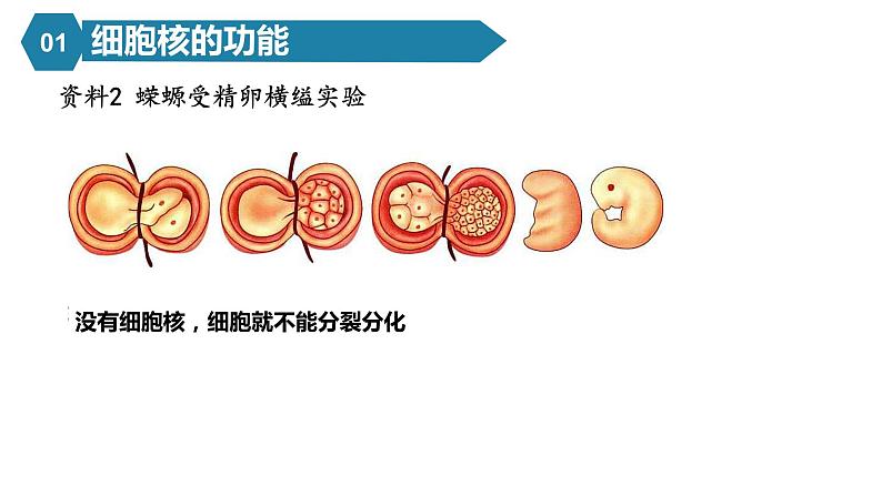 人教版高中生物高一必修一分子与细胞课件3.3细胞核的结构和功能第5页