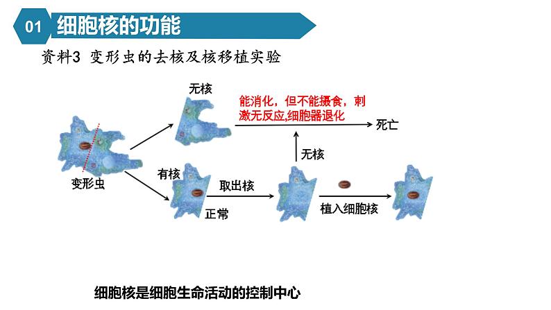 人教版高中生物高一必修一分子与细胞课件3.3细胞核的结构和功能第6页