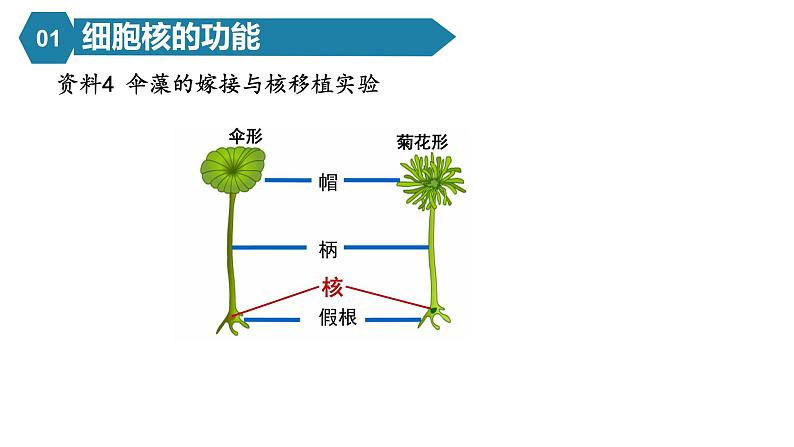 人教版高中生物高一必修一分子与细胞课件3.3细胞核的结构和功能第7页