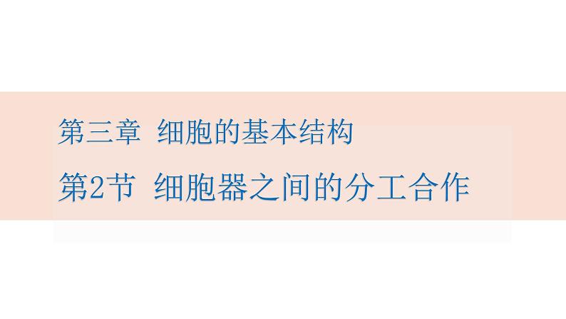 人教版高中生物高一必修一分子与细胞课件3.2细胞器之间的分工合作01