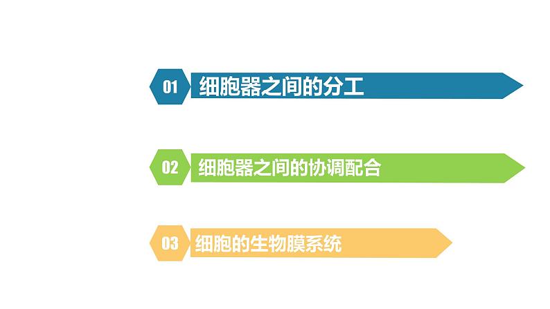 人教版高中生物高一必修一分子与细胞课件3.2细胞器之间的分工合作02