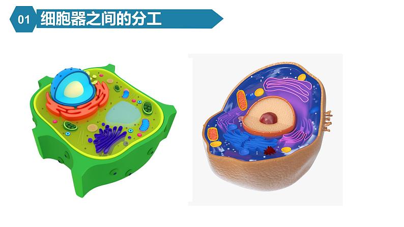 人教版高中生物高一必修一分子与细胞课件3.2细胞器之间的分工合作04